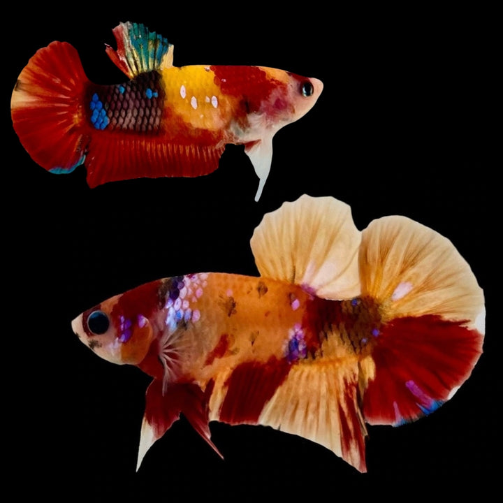 Rare Pair Koi Multicolors Betta Fish