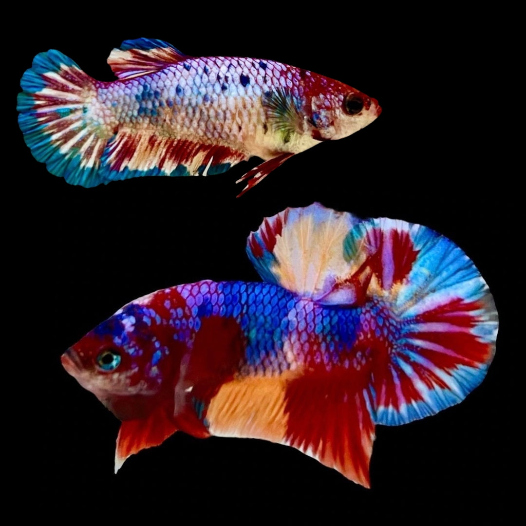 Rare Pair Koi Multicolors Betta Fish