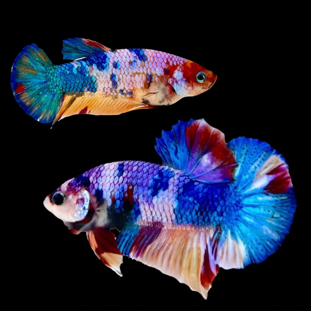 Rare Pair Koi Multicolors Betta Fish