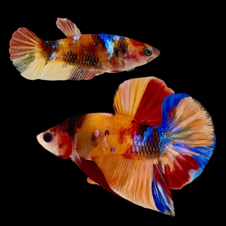 Rare Pair Koi Multicolors Betta Fish