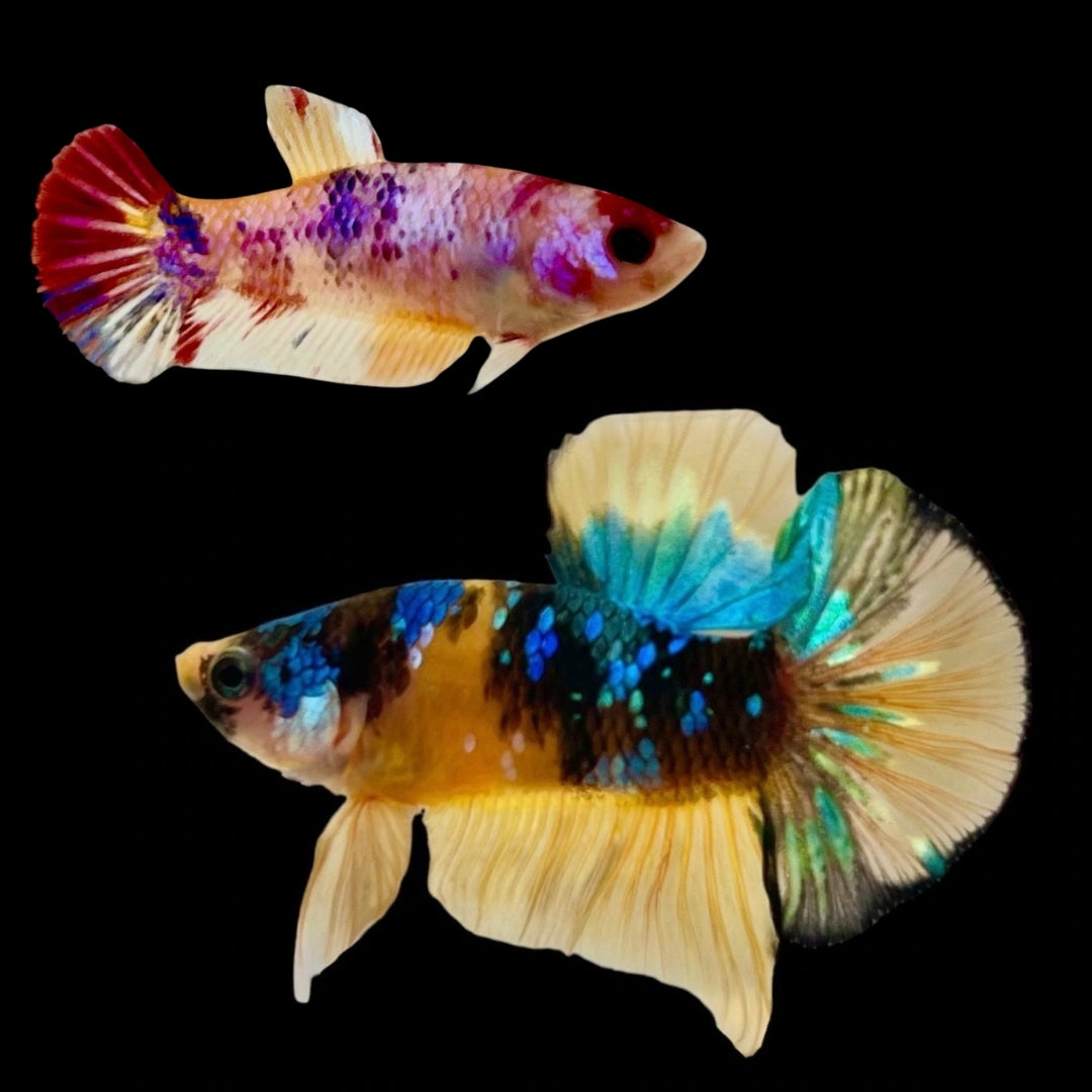 Rare Pair Koi Multicolors Betta Fish