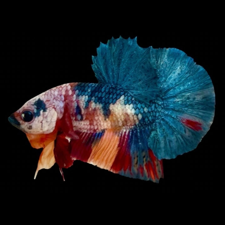 Rare Koi Multicolors Betta Fish