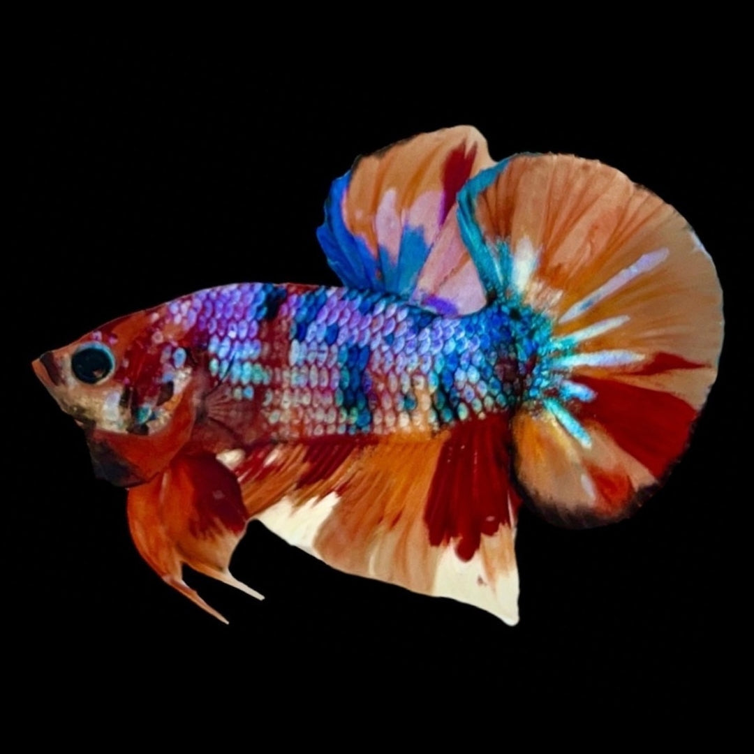 Rare Koi Multicolors Betta Fish