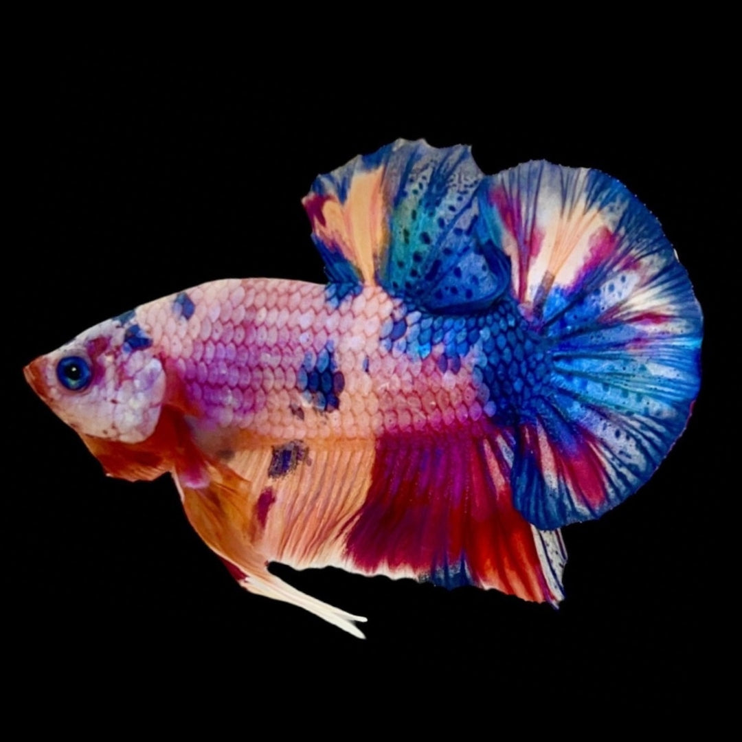 Rare Koi Multicolors Betta Fish