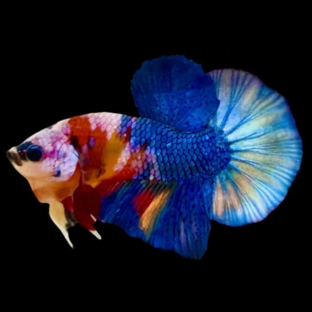 Rare Koi Multicolors Betta Fish