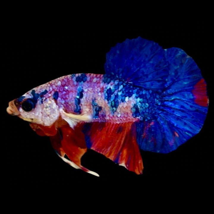 Rare Koi Multicolors Betta Fish