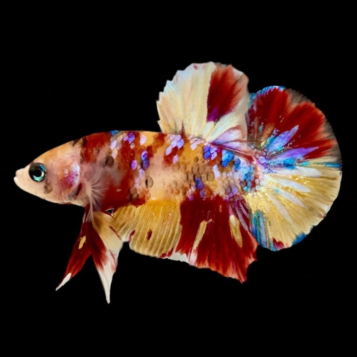 Rare Koi Multicolors Betta Fish