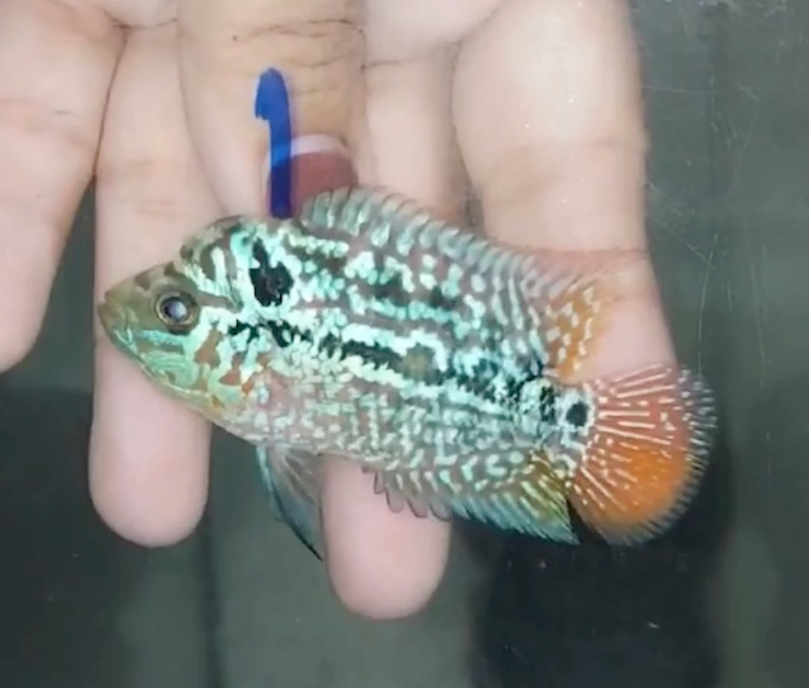 Rare Red Dragon Flowerhorn + Kamfa SPF F2 No.1