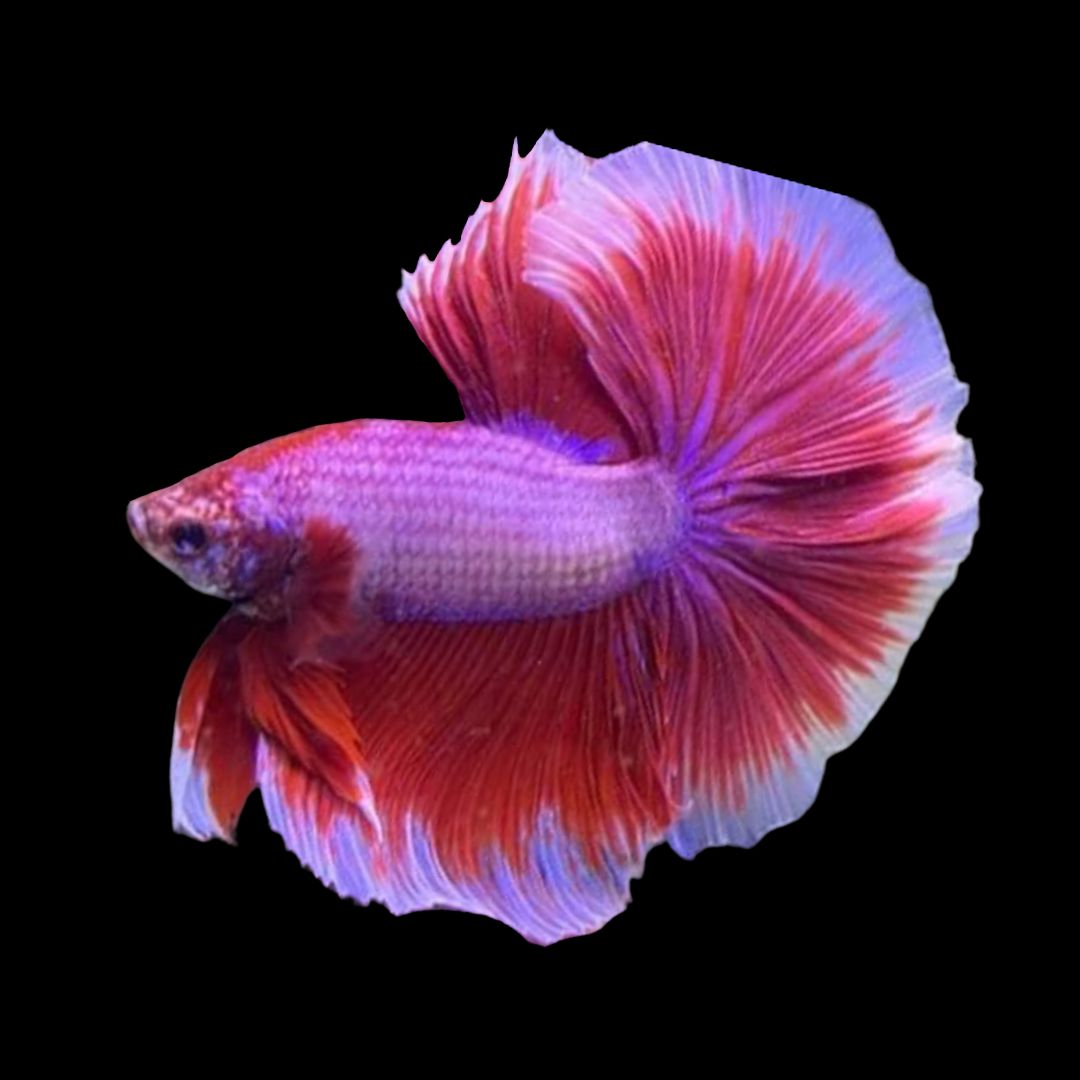 Halfmoon Purple Butterfly Betta Fish