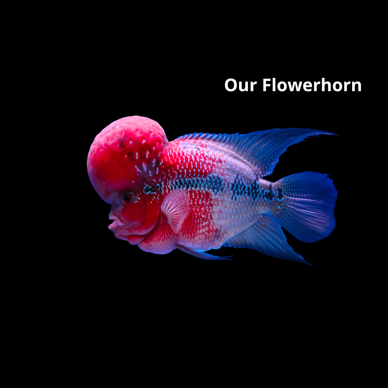 Flowron Fish Rare Flowerhorn Care