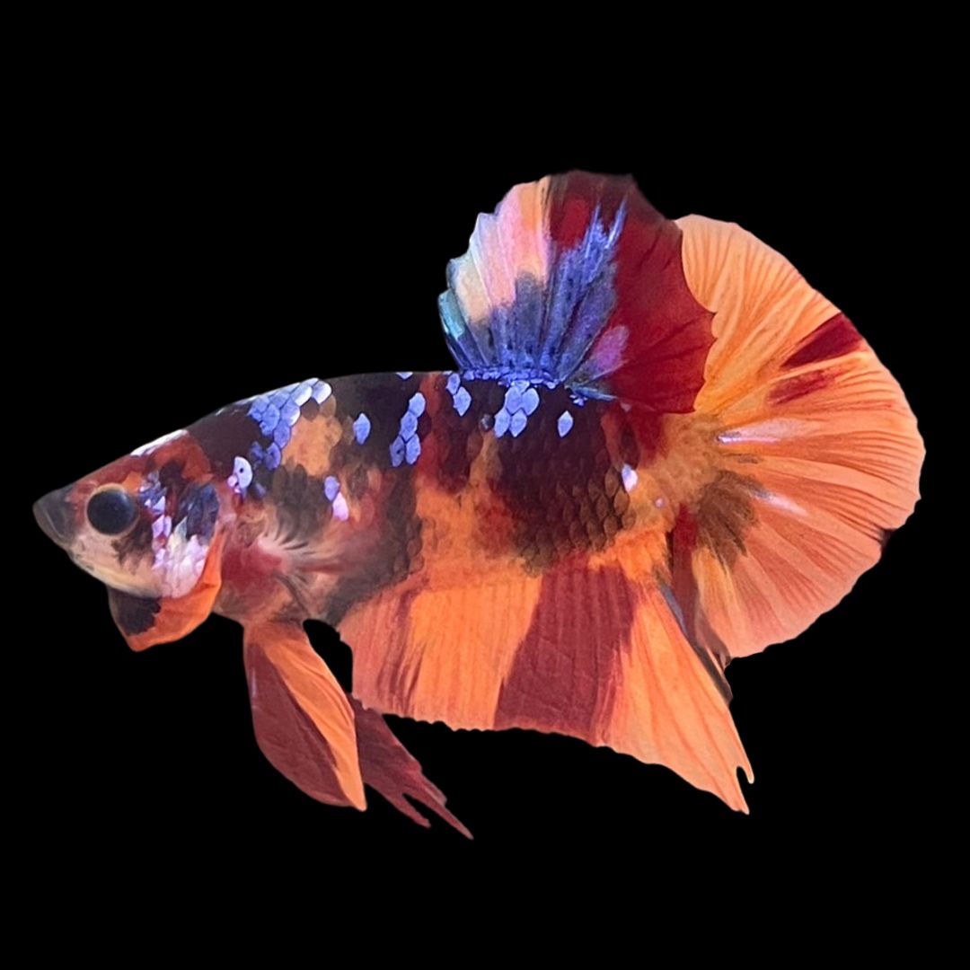 Rare Koi Nemo Galaxy Betta Fish