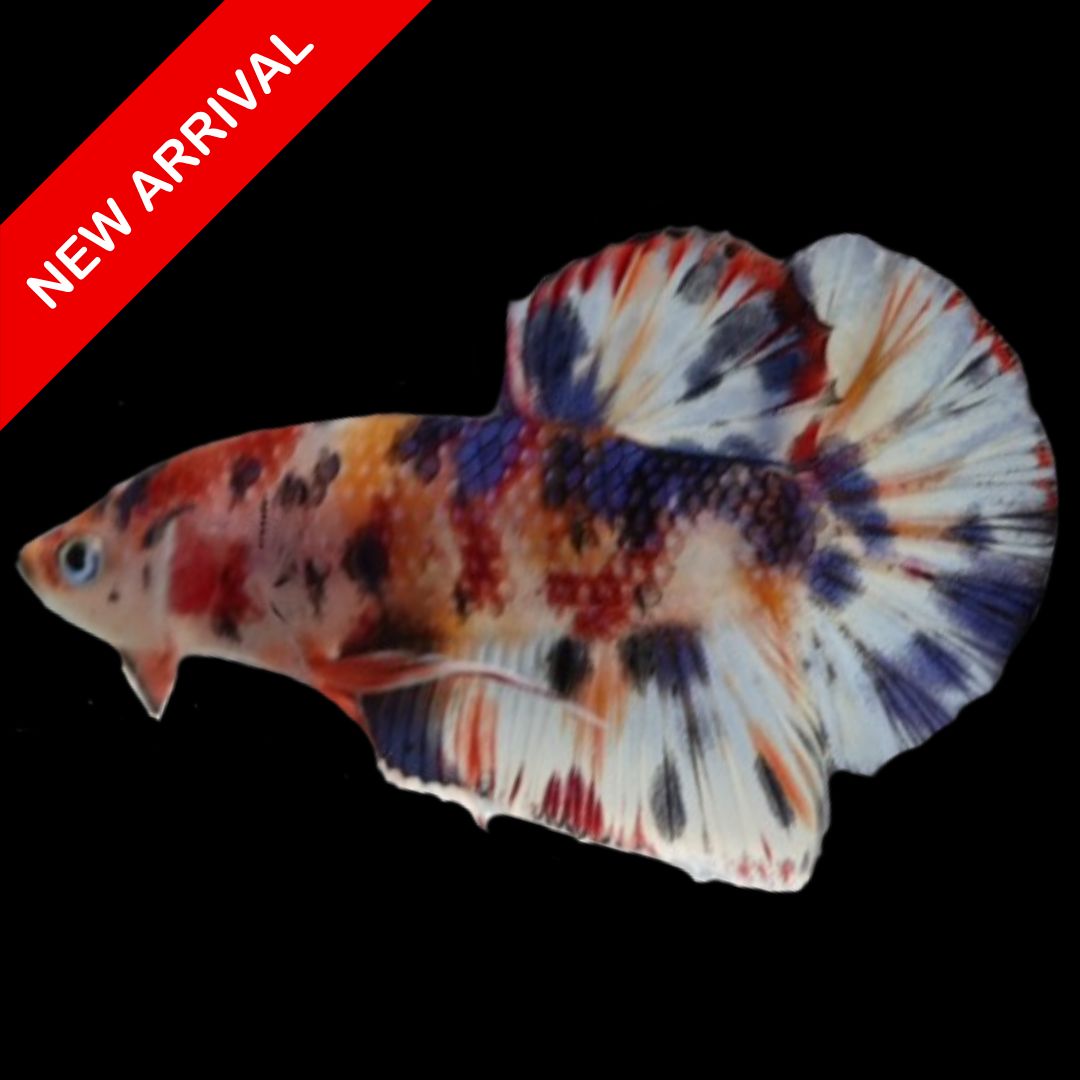 Competition grade - Candy Multicolors Betta Fish