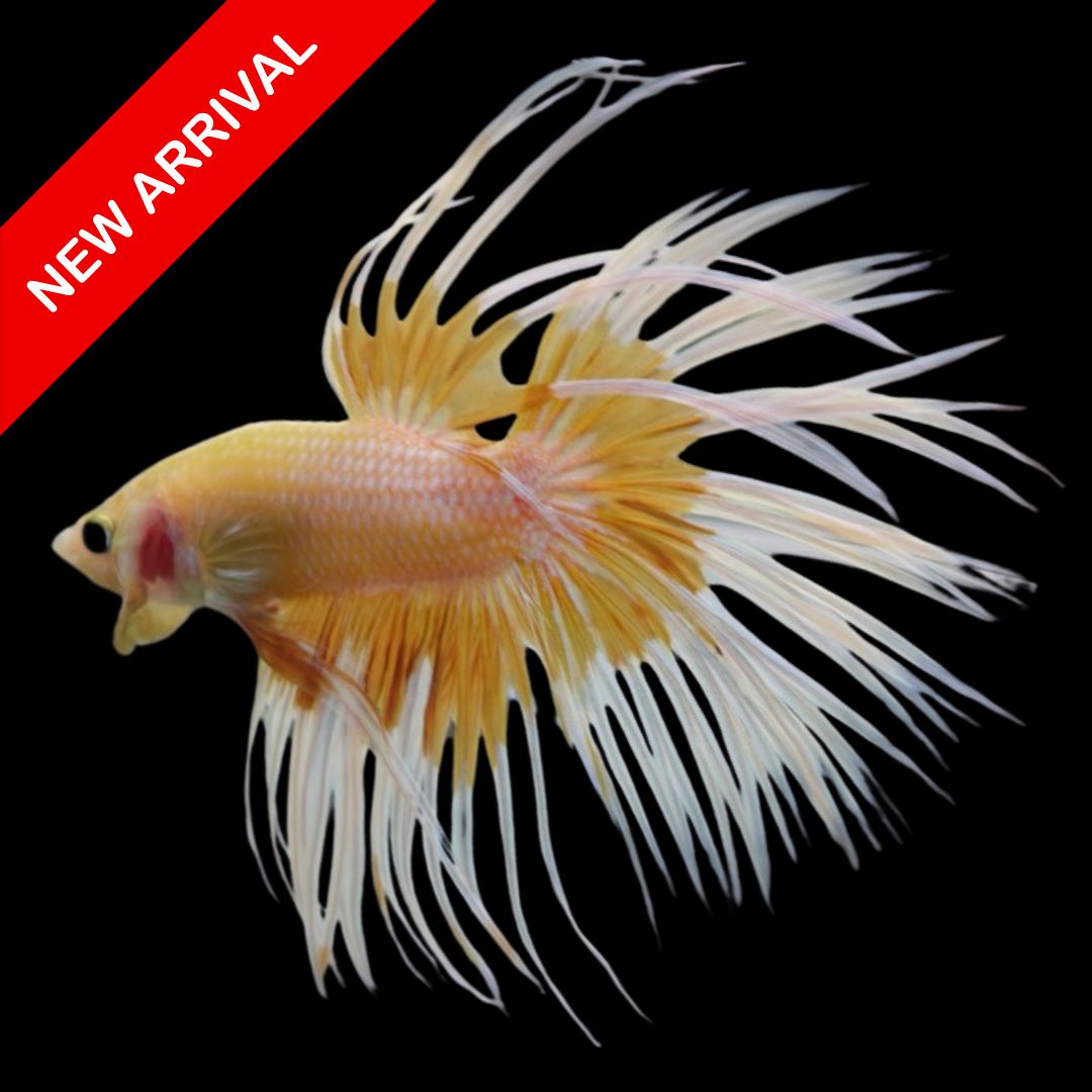 Rare Crowntail Mango Sticky Rice Betta Fish 