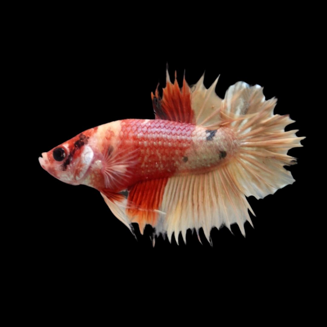 Rare CTPK Koi Betta Fish