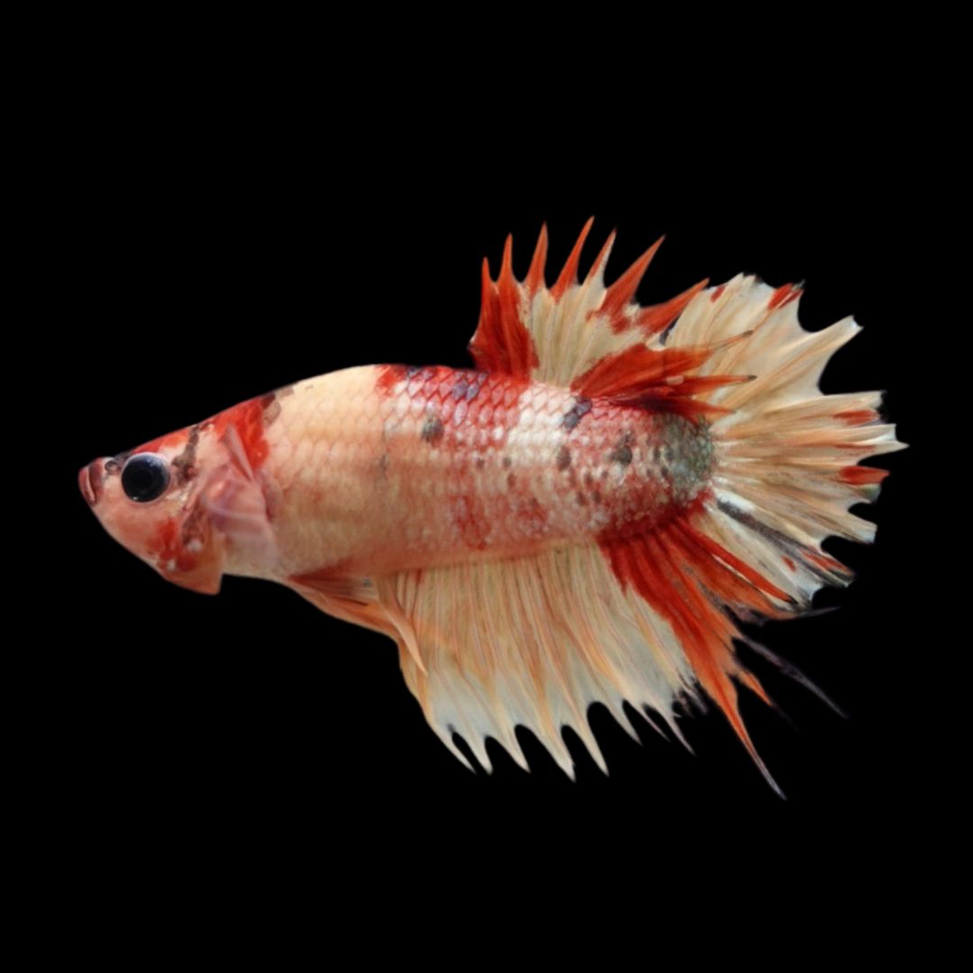 Rare CTPK Koi Betta Fish