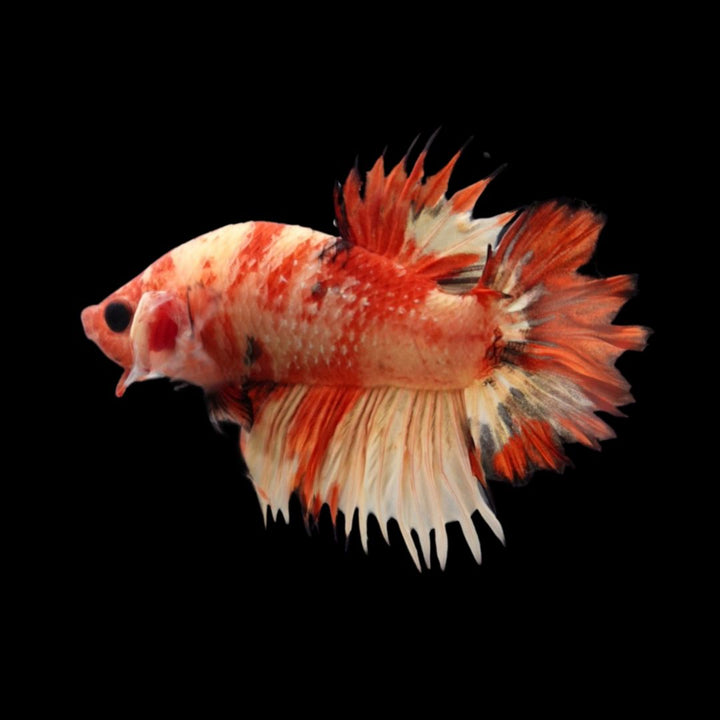 Rare CTPK Koi Betta Fish