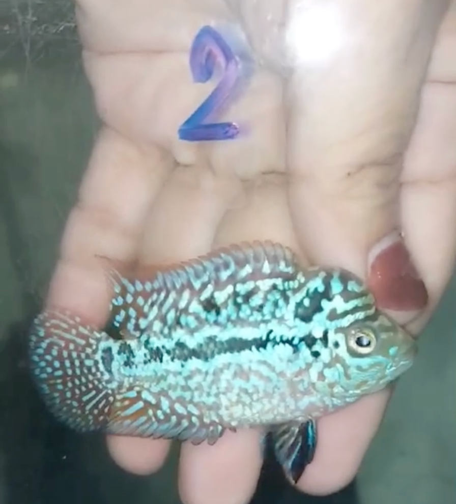 Rare Red Dragon Flowerhorn + Kamfa SPF F2 No.2