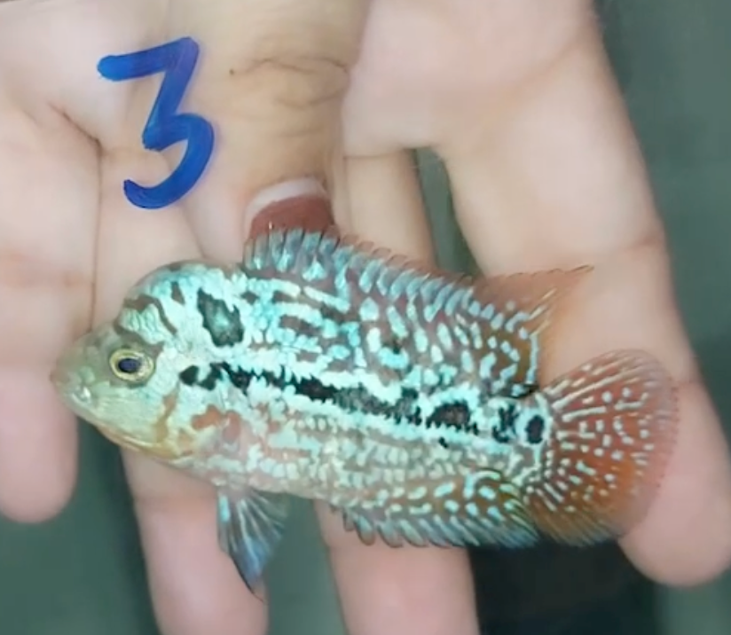 Rare Red Dragon Flowerhorn + Kamfa SPF F2 No.3