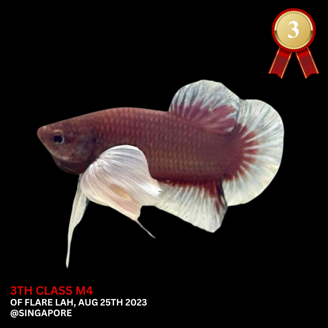 Competition Dumbo Ruby Red Betta Fish