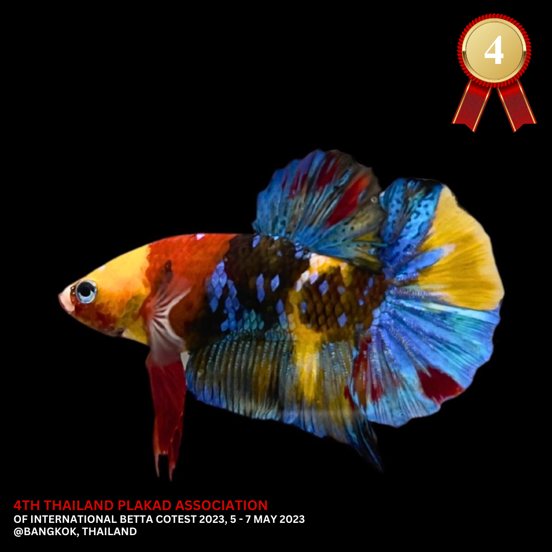 4th Thailand Plakad Association Competition - Koi Multicolor Betta Fish (MALE)
