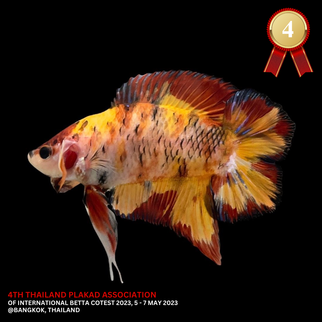 4th Thailand Plakad Association Competition - Koi Hellboy Betta Fish (MALE)