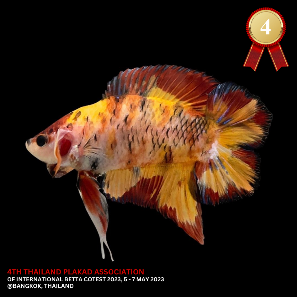 4th Thailand Plakad Association Competition - Koi Hellboy