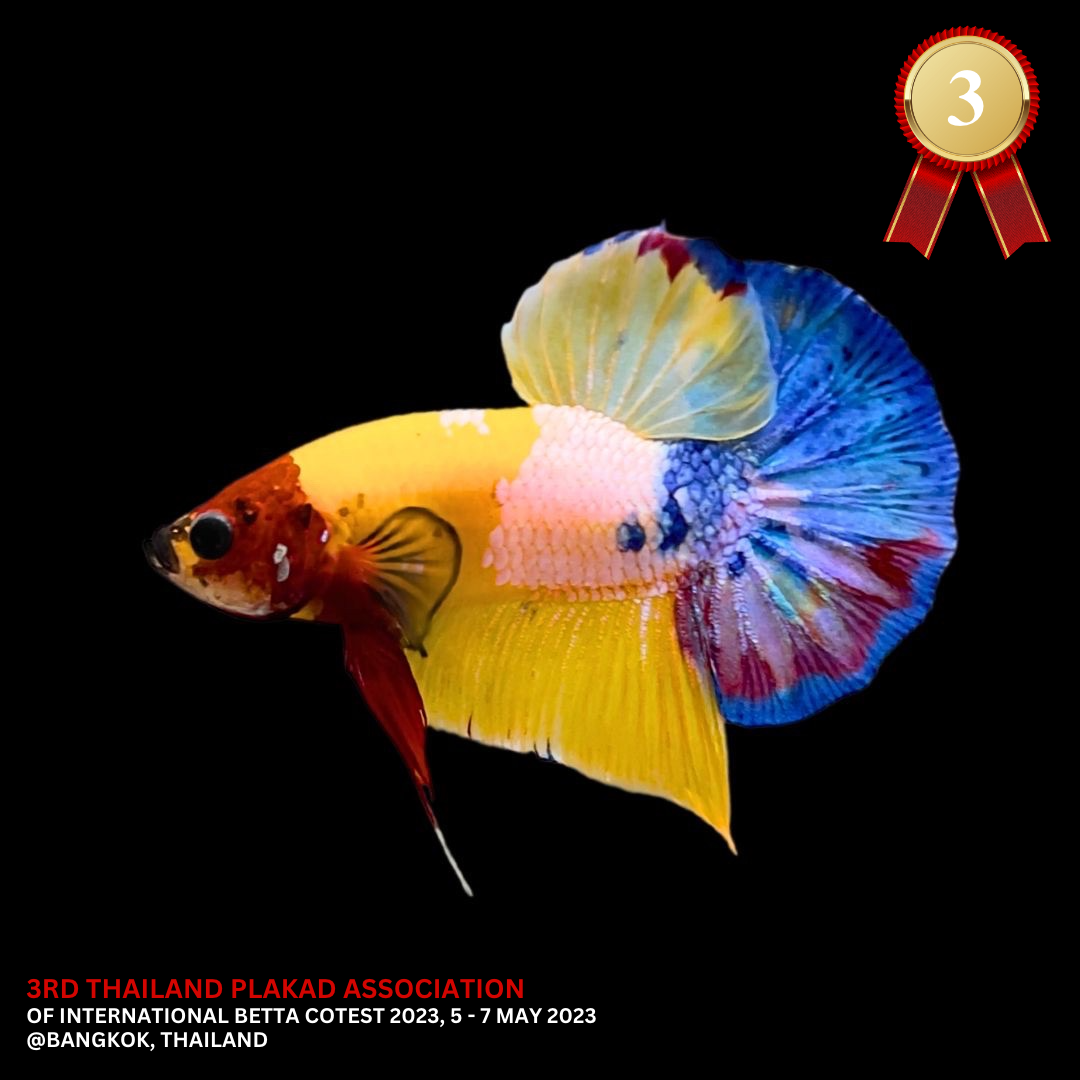 Competition grade - Multicolor Betta Fish