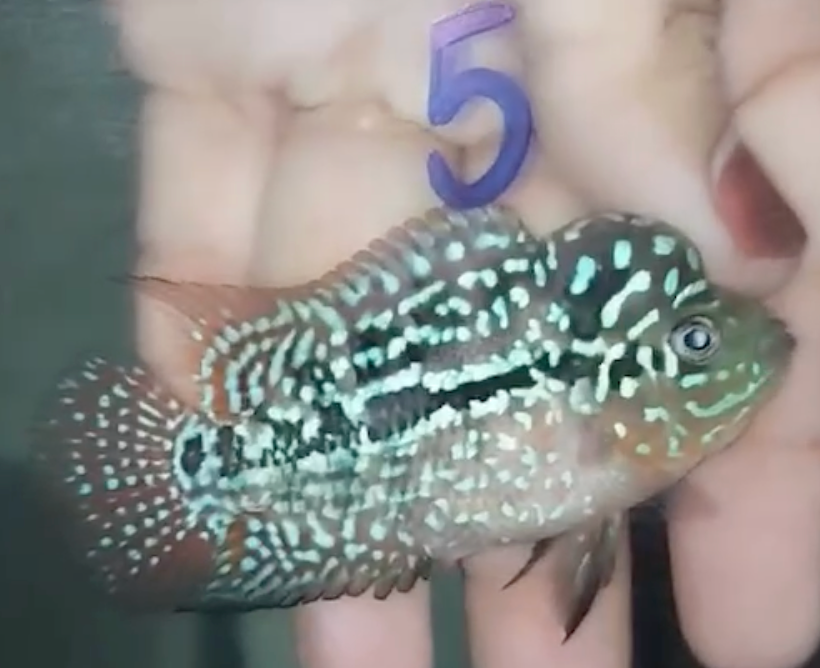 Rare Red Dragon Flowerhorn + Kamfa SPF F2 No.5