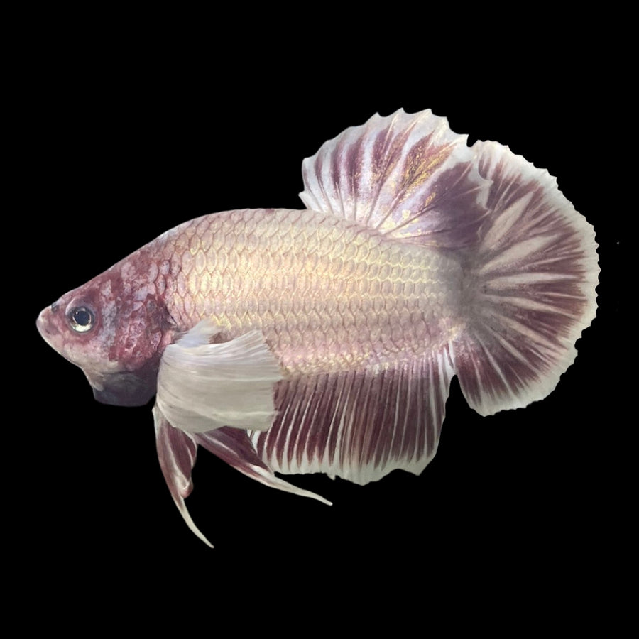 Dumbo Mulberry Betta Fish (Male)