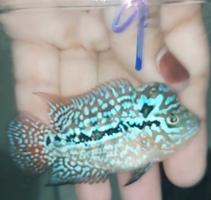 Rare Red Dragon Flowerhorn + Kamfa SPF F2 No.9