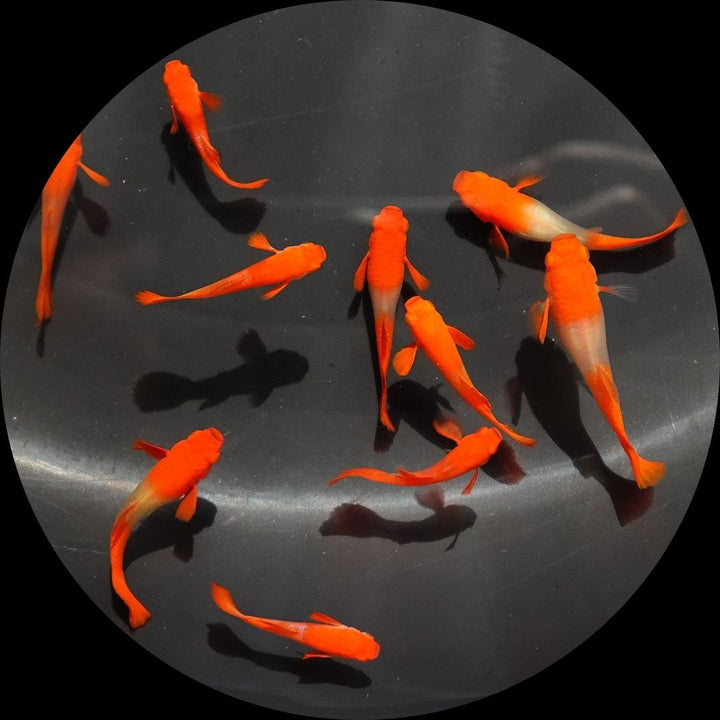 Albino Tuxedo Red Koi Ear Guppy Fish