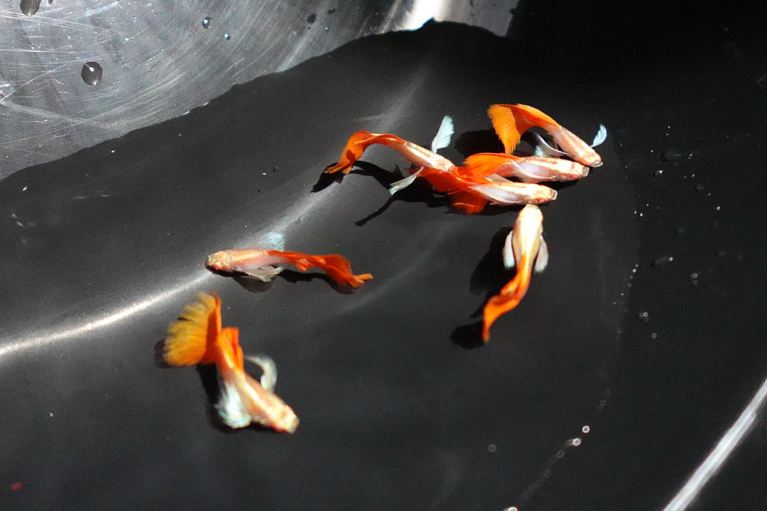 Albino Dumbo Ear Red Tail Guppy Fish
