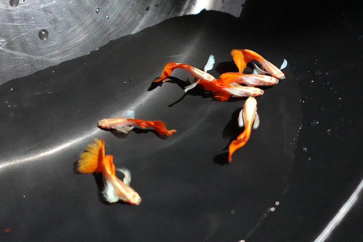 Albino Dumbo Ear Red Tail Guppy Fish