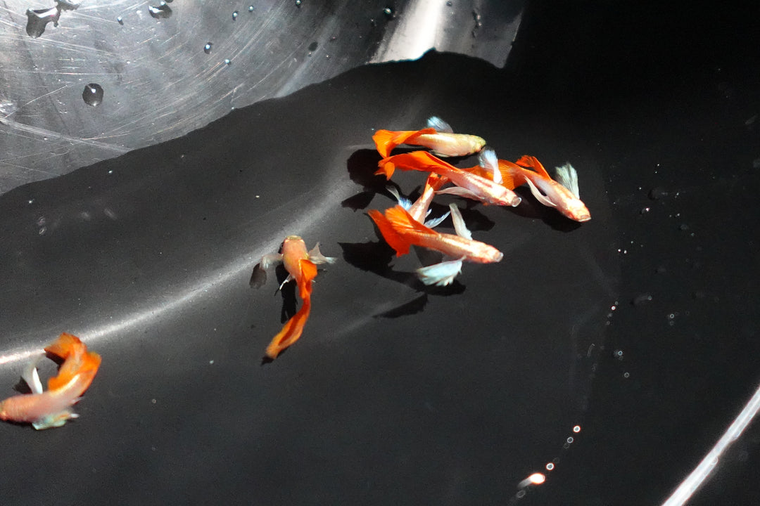 Albino Dumbo Ear Red Tail Guppy Fish