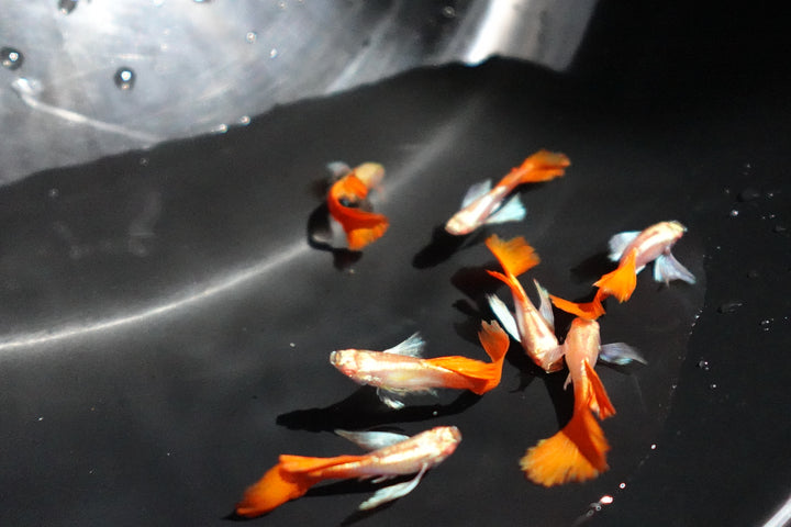 Albino Dumbo Ear Red Tail Guppy Fish