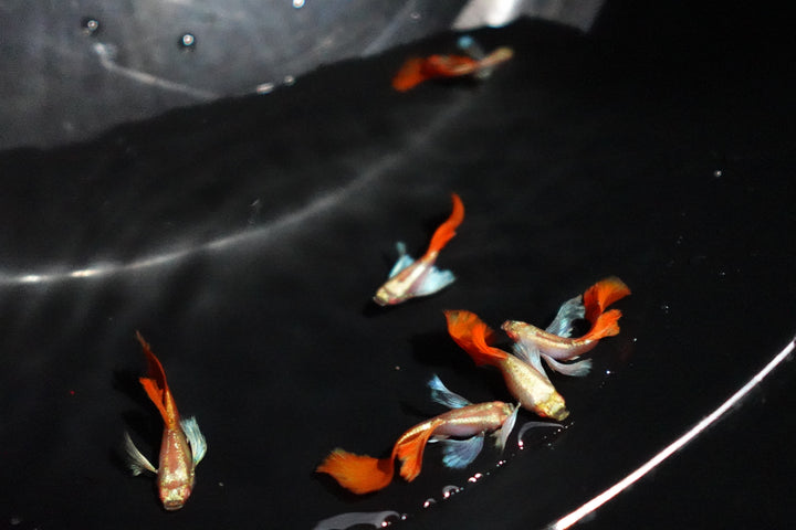 Albino Dumbo Ear Red Tail Guppy Fish