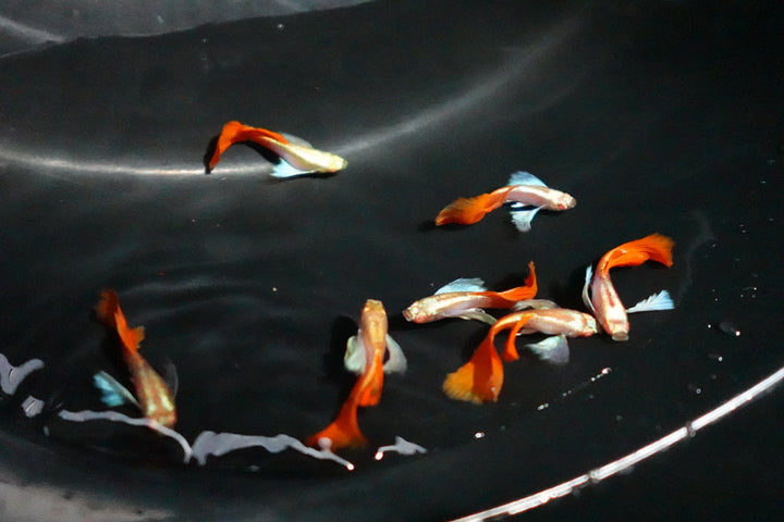 Albino Dumbo Ear Red Tail Guppy Fish