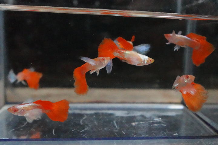 Albino Dumbo Ear Red Tail Guppy Fish