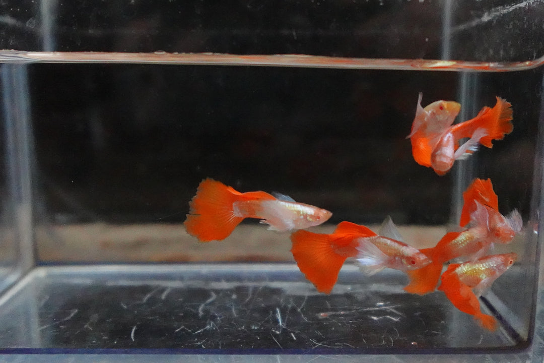 Albino Dumbo Ear Red Tail Guppy Fish