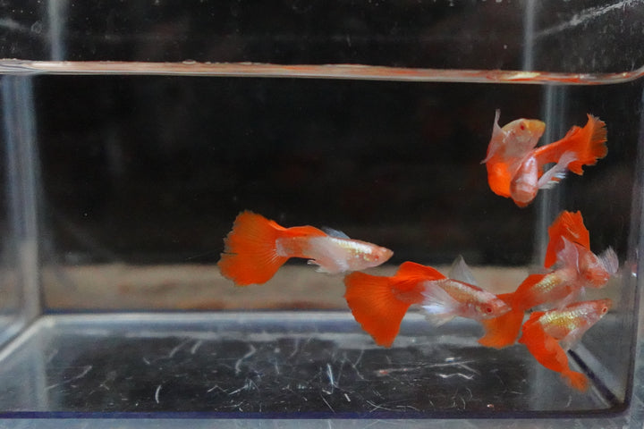 Albino Dumbo Ear Red Tail Guppy Fish