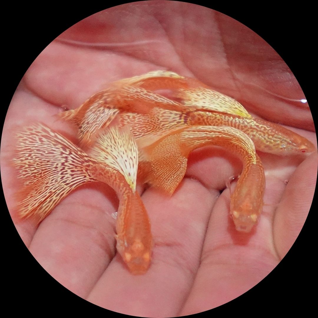 Albino Yellow King Cobra Snakeskin Guppy Fish