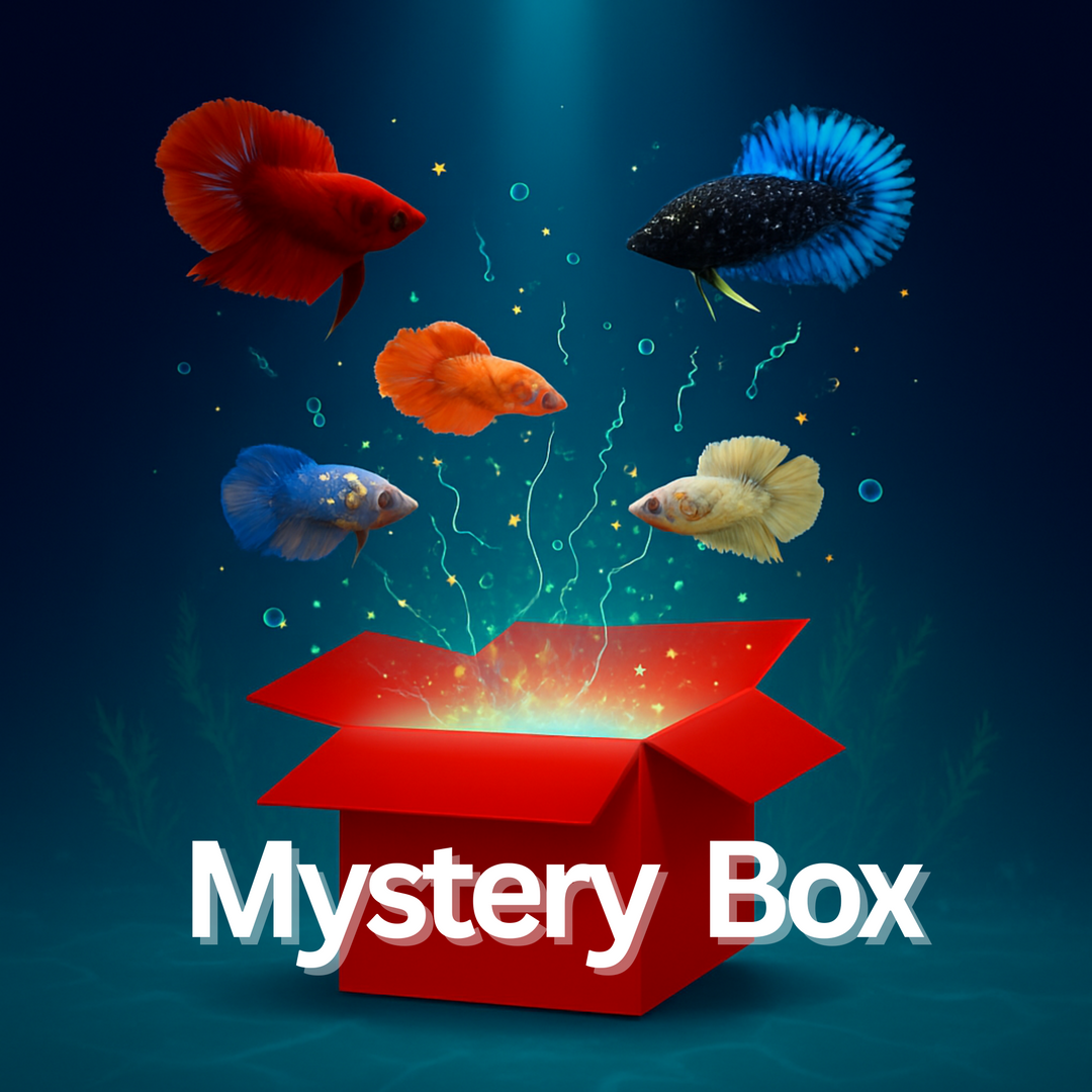 Betta Fish Mystery Blind Box