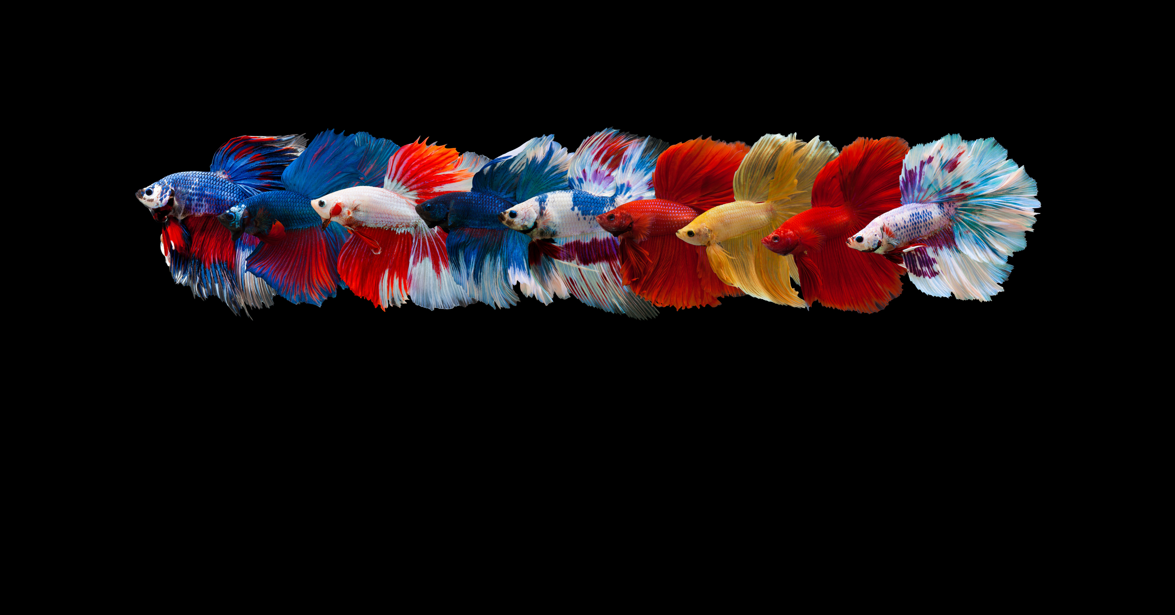 Thailand Betta Fish For Sale