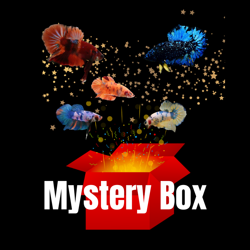 Betta Fish Mystery Box
