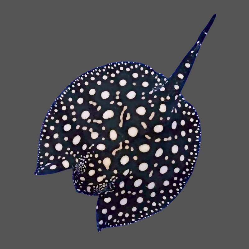 Black diamond stingray female 7 inch