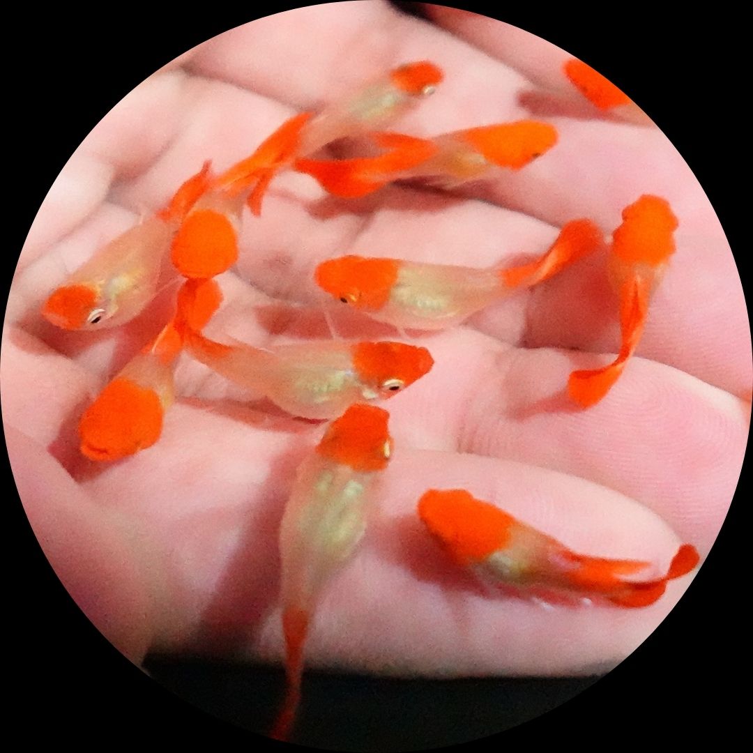 Blonde Tuxedo Koi Short Body Guppy Fish