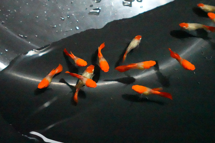 Blonde Tuxedo Koi Short Body Guppy Fish