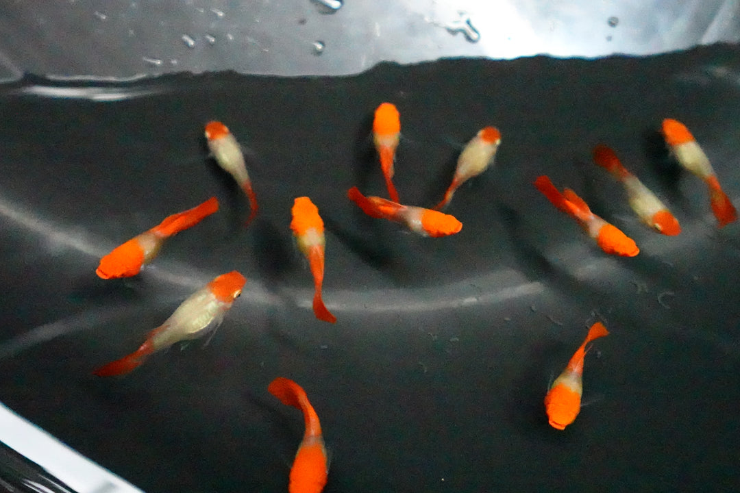 Blonde Tuxedo Koi Short Body Guppy Fish