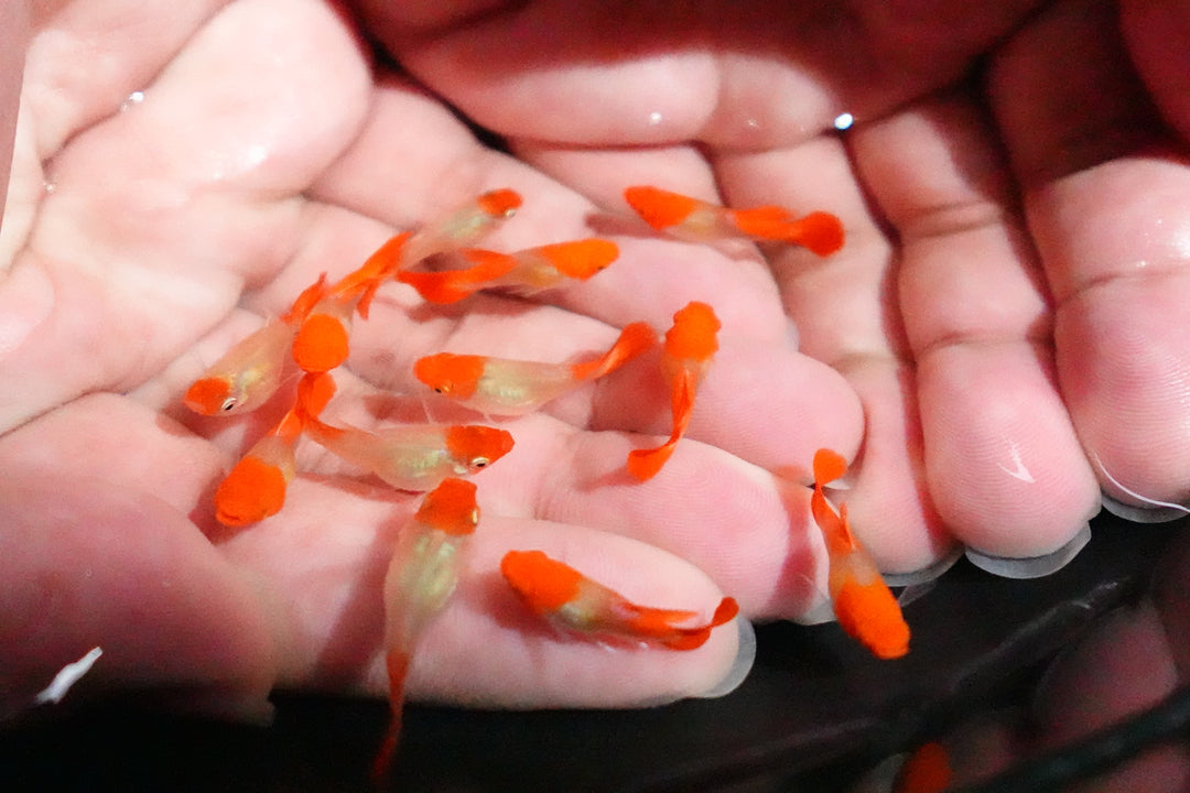 Blonde Tuxedo Koi Short Body Guppy Fish