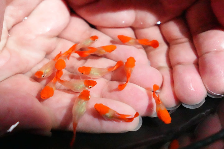 Blonde Tuxedo Koi Short Body Guppy Fish